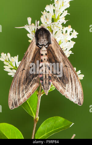 Liguster Hawkmoth, Liguster Hawk-Moth, Liguster Hawk Moth, Ligusterschwärmer, ausschlagfähige-Schwärmer, Sphinx Ligustri, Sphingidae Stockfoto