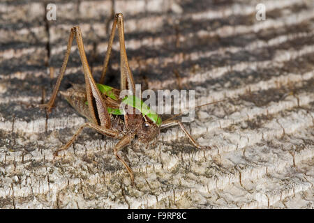 Moor-Bush-Cricket, Moor Bushcricket, Kurzflügelige Beißschrecke, Kurzflüglige Beißschrecke, Männchen, Metrioptera Brachyptera Stockfoto