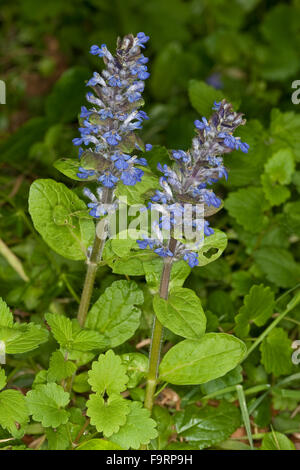 Signalhorn, blaue Trompete, Bugleherb, Bugleweed, Carpetweed, Teppich Bungleweed, Kriechender Günsel, Ajuga Reptans, La Signalhorn Rampante Stockfoto