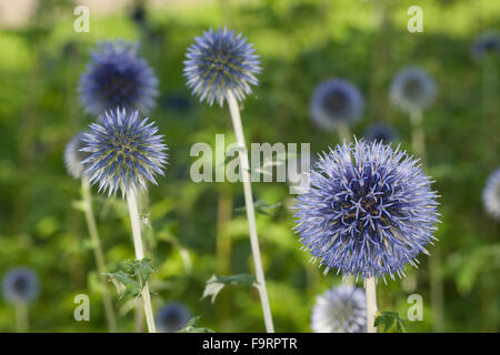 Globe Distel, Globethistle, Kugeldistel, Echinops Spec. Stockfoto