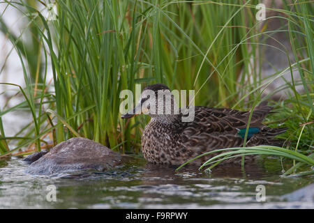 Blaugrün, grün – Winged Teal, Weiblich, Krickente, Weibchen, Krick-Ente, Anas Vogelarten, Sarcelle d ' hiver Stockfoto