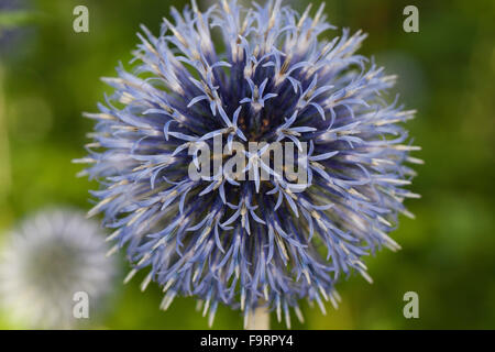 Globe Distel, Globethistle, Kugeldistel, Echinops Spec. Stockfoto