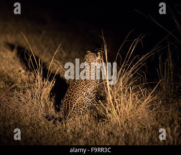 Eine weibliche Leoparden auf der Jagd in der Nacht, South Luangwa Nationalpark, Sambia Stockfoto