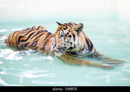 Ein Tiger ist im Schwimmbad liegen. Stockfoto