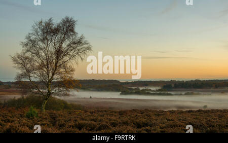 Eine einzelne Birke im New Forest. Stockfoto