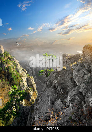 Vogel über Nebel im Gebirge Schlucht bei Sonnenaufgang Stockfoto