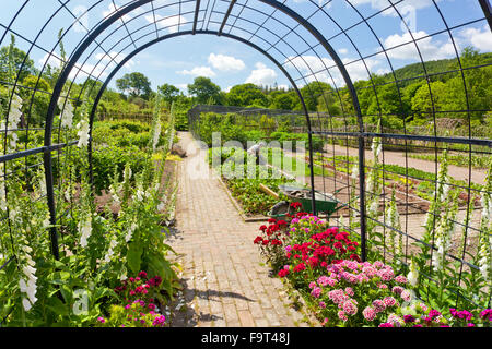 Eine Metall Pergola gepflanzt mit Sweet Williams und Fingerhut in den Gemüsegarten an der RHS Rosemoor, North Devon, England, UK Stockfoto