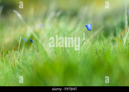 Winzige blaue Berg Blume unter frischen grünen Rasen Stockfoto