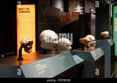 Menschlichen Evolution Galerie im Natural History Museum in London Vereinigtes Königreich Großbritannien Stockfoto