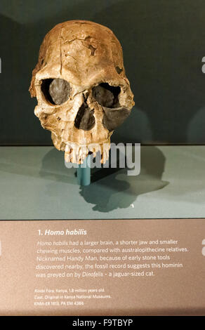 Der Schädel des Homo habilis. Die menschliche evolution Galerie am Natural History Museum in London Vereinigtes Königreich Großbritannien. Stockfoto