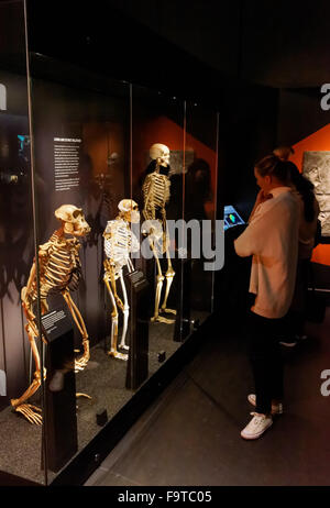 Menschlichen Evolution Galerie im Natural History Museum in London Vereinigtes Königreich Großbritannien Stockfoto