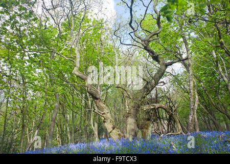 Alte Eiche gebogene Zweige mit Blüten der Glockenblume Stockfoto