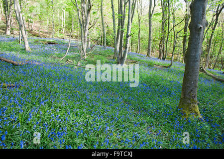 Bluebell Blumen im Wald Stockfoto