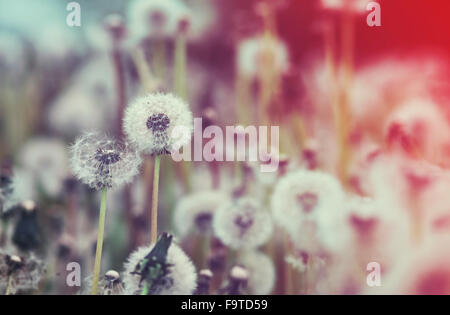 Wilder Löwenzahn Blumen Vintage Effekt bearbeiten Stockfoto