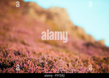 Wildes Heather Land, Berglandschaft Stockfoto