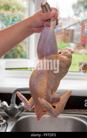 frisch gepflückt federlose Huhn wird statt über Waschbecken Stockfoto