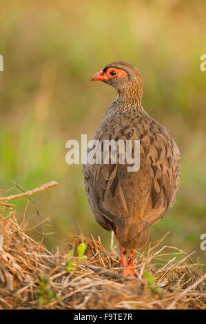 Red-necked Spurfowl (Pternistis Afer), Lake Mburo National Park, Uganda Stockfoto