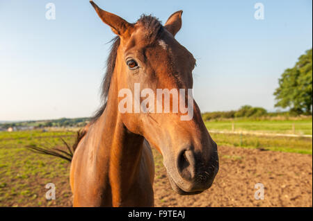 Nahaufnahme von einem braunen Pferdenkopf Stockfoto