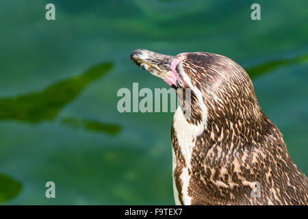 Einsame Magellan-Pinguin (Spheniscus Magellanicus) auf einem Felsen umgeben von Wasser und Pinguine schwimmen um ihn herum Stockfoto