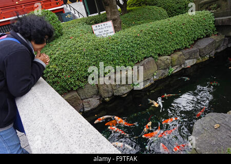 Eine japanische Dame gerade Koi Karpfen schwimmen in einem Pool am buddhistischen Tempel Senso-Ji, Asakusa, Tokio, Japan Stockfoto