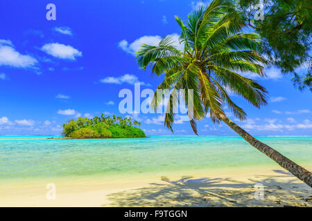 Rarotonga, Cook-Inseln. Motu Insel und Palm Tree, Muri Lagoon. Stockfoto