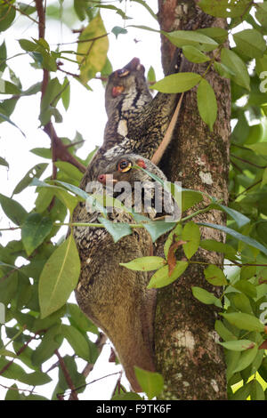 Sunda fliegen Lemur (Galeopterus Variegatus) Mutter mit Kind Stockfoto