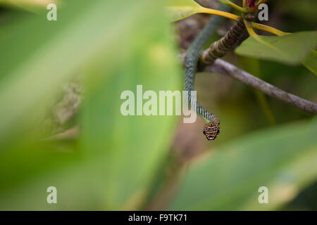 Paradies-Baum-Schlange (Chrysopelea Paradisi) Stockfoto