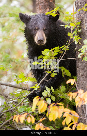 Ein schwarzer Bär Pausen während des Essens Hawthorne Beeren vom Baum Ausschau, die es in Grand Teton Nationalpark aufgestiegen ist, Stockfoto