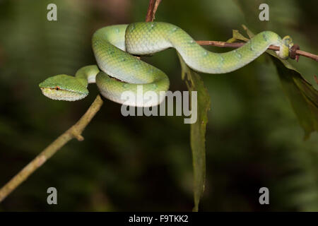 Bornean gekielt grüne Grubenotter (Tropidolaemus Subannulatus) Stockfoto