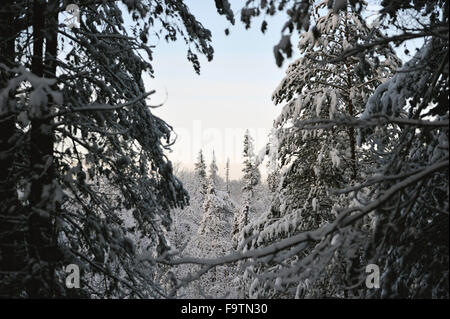 Die Spitzen der Tannen bedeckt mit einer dicken Schicht Schnee und Frost. Der Blick vom Hügel Stockfoto