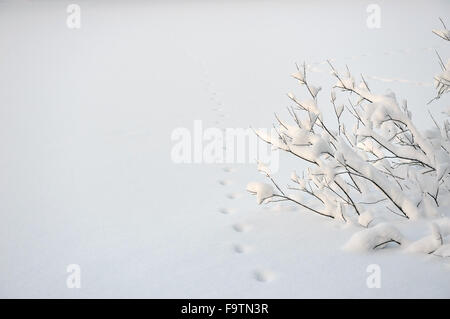 Verschneiten Weiden am See mit Spuren eines wilden Tieres im Schnee. Stockfoto