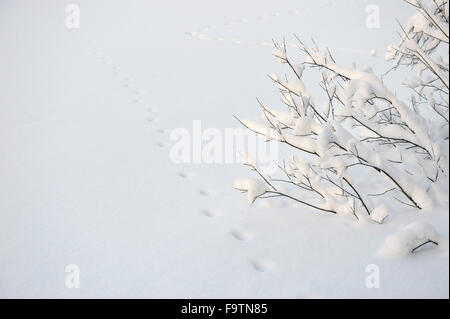 Verschneiten Weiden am See mit Spuren eines wilden Tieres im Schnee. Stockfoto