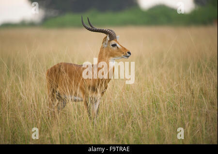 Uganda Kob (Kobus Kob Thomasi), Queen Elizabeth National Park, Uganda Stockfoto