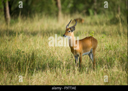 Uganda Kob (Kobus Kob Thomasi), Queen Elizabeth National Park, Uganda Stockfoto