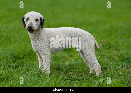 Bedlington terrier Stockfoto