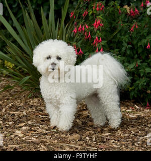 Bichon frise Stockfoto