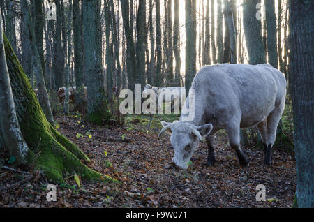 Weidevieh weißen unter Bäumen im Herbst in einem Wald Stockfoto