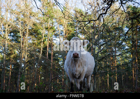 Starren Kuh in einem Wald von einer niedrigen Perspektive Stockfoto