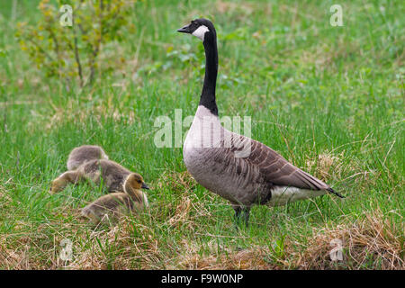 Kanadagans (Branta Canadensis) Elternteil mit Gänsel am See-Ufer Stockfoto