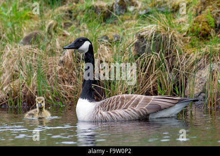 Kanadagans (Branta Canadensis) Elternteil mit Gosling Seeufer entlang schwimmen Stockfoto