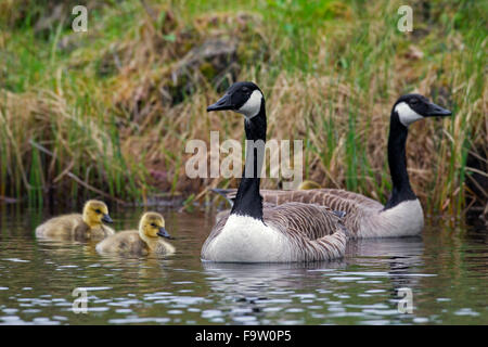 Kanada Gänse (Branta Canadensis) Eltern mit Gänsel im See schwimmen Stockfoto