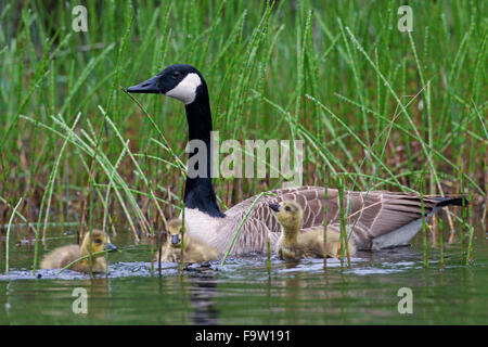 Kanadagans (Branta Canadensis) Elternteil mit drei Gänsel im See schwimmen Stockfoto