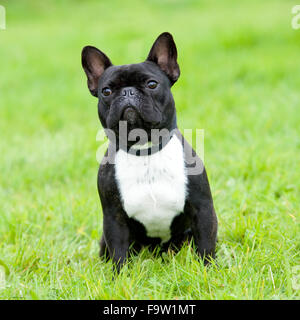 französische Bulldogge Stockfoto
