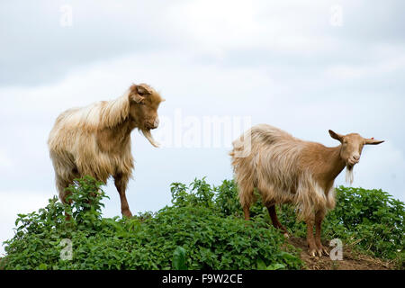 Goldene Guernsey Ziegen Stockfoto