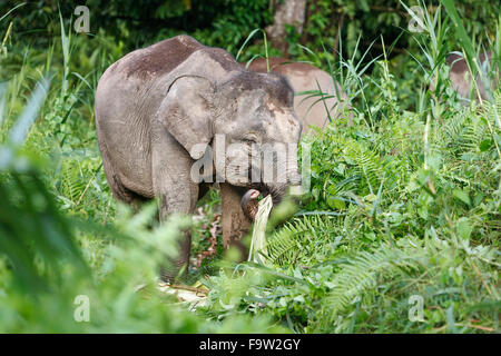 Zwergelefant (Elephas maximus borneensis) beim Essen. Kinabatang Kinabatangan River, Borneo, Sarawak, Indonesien Stockfoto