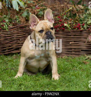 französische Bulldogge Stockfoto