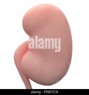 Menschlichen Nieren Stockfoto
