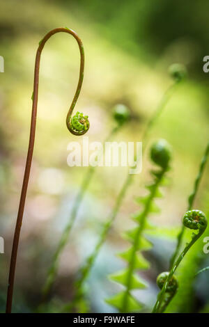 Harter Farn (Blechnum Spicant) in Highland Wald in Schottland. Stockfoto