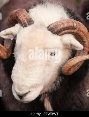 Herdwick Schafe Ram bei dem Wasdale Head Sherherd treffen, Cumbria, England, UK Stockfoto