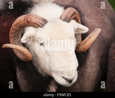 Herdwick Schafe Ram bei dem Wasdale Head Sherherd treffen, Cumbria, England, UK Stockfoto